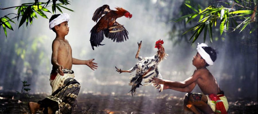 Perbedaan Tajen dan Tabuh Rah | Tradisi Sabung Ayam di Bali