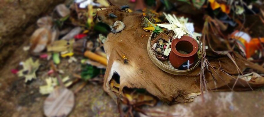 Upacara Bhuta Yadnya (Caru)